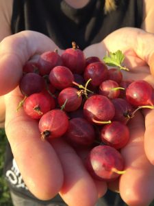 A handful of foraged gooseberries 