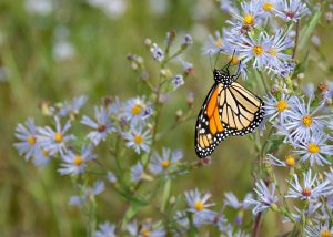 Un monarque sur un aster