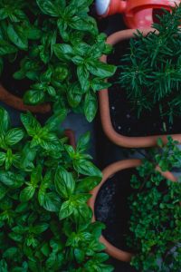 Herbes dans des pots