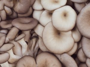 Oyster mushrooms in a pile 