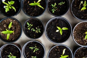 De jeunes pousses dans de petits pots 