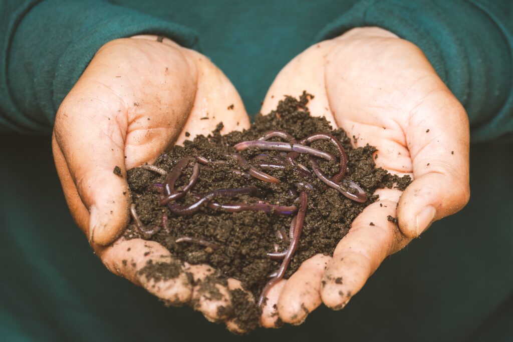 Hands holding a small pile of soil and worms