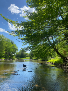 Photo d’un chien dans une rivière 