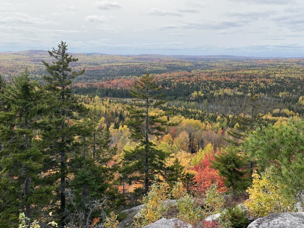 A view of a forest from the top of a mountain 