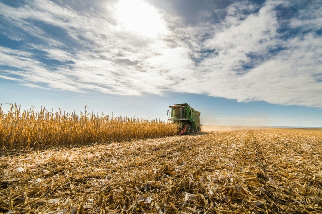 A combine harvester collecting corn in a farm field