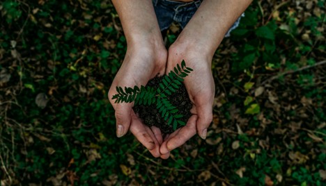 Two hands hold a sprouted plant 