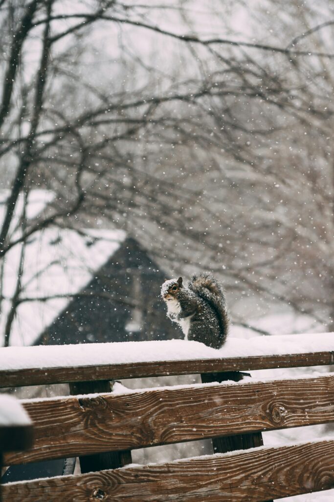 A squirrel stands on a snowy wood railing 