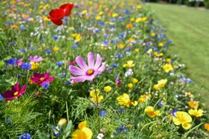Des fleurs multicolores du printemps qui poussent dehors 