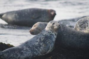 Harbour seals laying on rocks. Two of them are laying their heads on one another, with one having their eyes closed. Picture taken by Anaïs Pierre-Estimé 