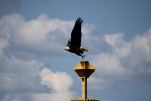 An eagle flying off a yellow poll Picture taken by Anaïs Pierre-Estimé 