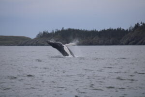 A humpback whale breaching out of the ocean water. Picture taken by Anaïs Pierre-Estimé 